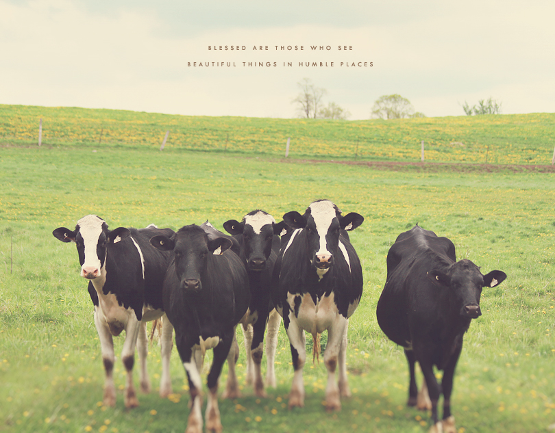 cows photography, cows art, cows print