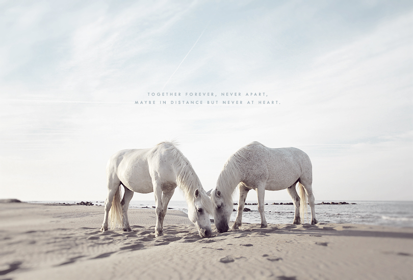 the camargue, horses, white horses