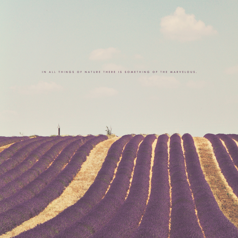 lavender fields, provence, france, aristotle