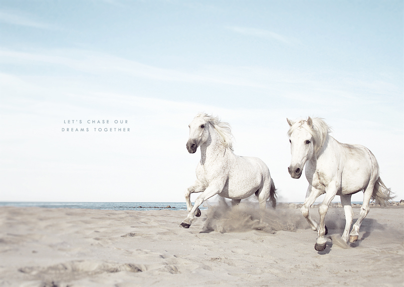 white horses, camargue horses, art print