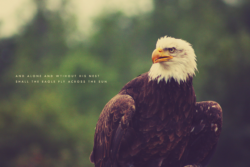 bird photography, eagle photography