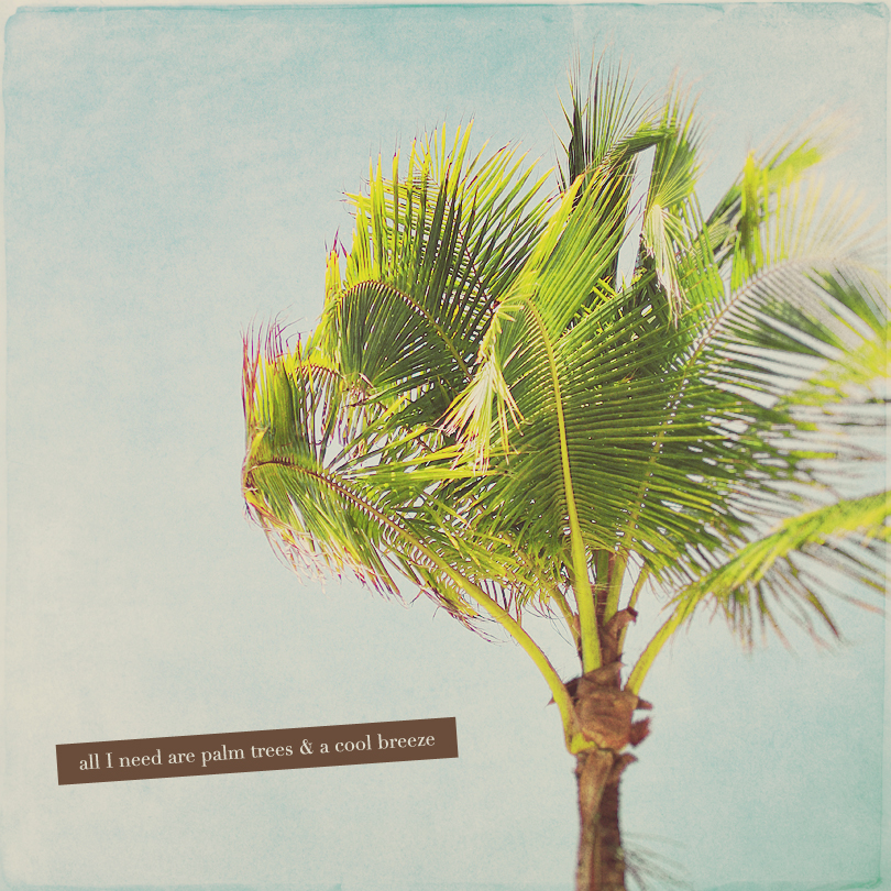 palm tree photography