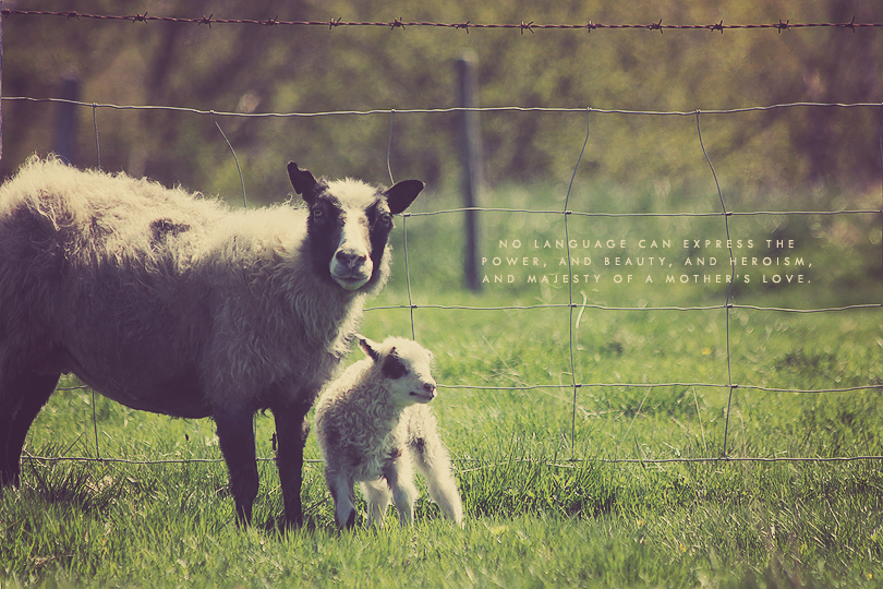 sheep photography, lamb photography