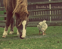 Horse & Duck