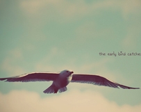 Fly Seagull