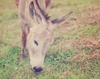 Furry Donkey