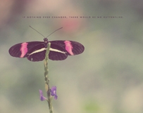 Pink Butterfly