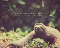 Funny Sloth