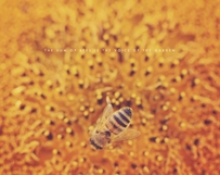 Honey Bee