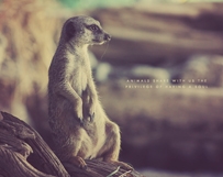 Pondering Meerkat
