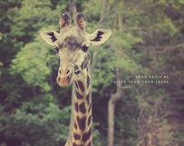 Sweet Giraffe