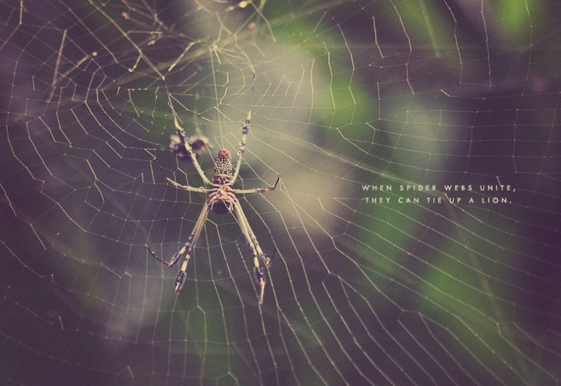 Wildlife Photography - Fierce Spider