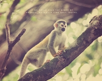 Squirrel Monkey