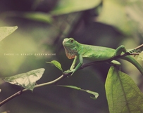 Green Gecko