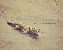 Crocodile Rock