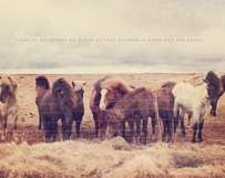 Wild Icelandic Horses