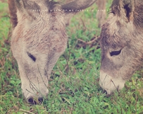 Donkeys Sharing