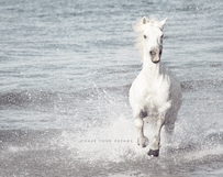 White Camargue Horse