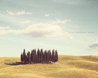 Cypress Trees