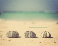 She Sells Sea Shells