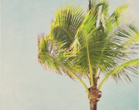 Palm Trees Cool Breeze