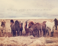 Wild Icelandic Horses