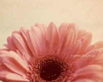 Gerbera Daisy