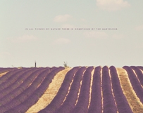 Lavender Fields